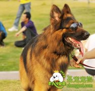 德国牧羊犬防卫训练方法