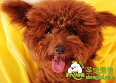 怎样训练狗狗跳到怀里