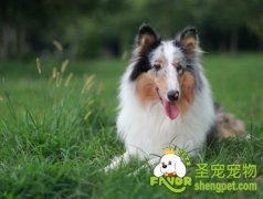 狗狗项圈选购小技巧