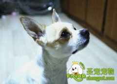 什么样的狗狗需要补钙