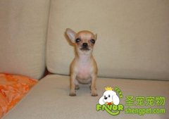 选购吉娃娃要注意外观和细节