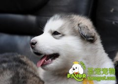 收养狗狗之前需准备