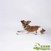 母犬分娩管理注意啥