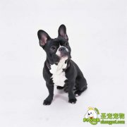 狗狗要均衡饮食，多做运动