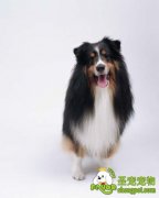 狗狗老了该如何照顾