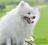 狗狗美容工具使用说明