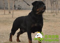 怎样训练罗威纳犬排泄