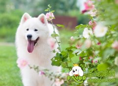 狗狗美容工作的重要性