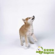 幼犬易患犬瘟热的因素