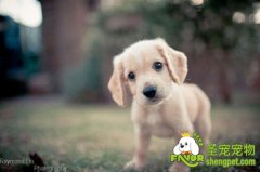 全方位了解犬的分娩过程