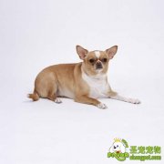 狗狗散步为何老撒尿