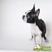 狗狗是否靠舌头流汗