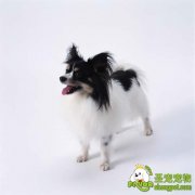 关于给狗狗打防疫针的常见问题