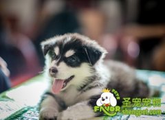 怎样训练攻击性幼犬改掉恶习