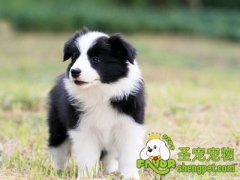 训练狗狗的错误方式