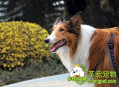 带狗狗爬山的注意事项