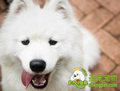 航空托运宠物前注意事项