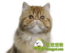 用毛巾给异国短毛猫清洁方法