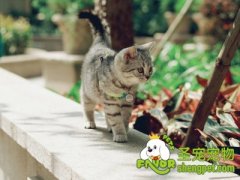 轻松帮助猫咪美容