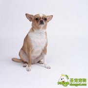 狗狗的不育症的病因、诊断与治疗