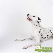 狗狗的产后抽搦症