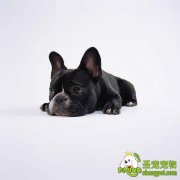 狗狗的假孕症的病因、诊断与治疗