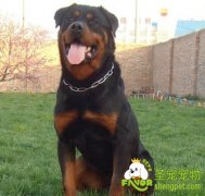 在购买狗狗时的十二大注意事项