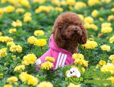 训练宠物狗室内上厕所的方法