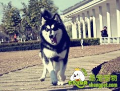 自制美味狗粮的方法