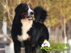 怎样给狗狗挑选合适的饭碗