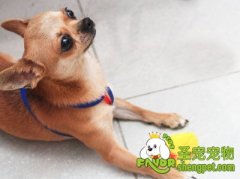 幼犬乘车时注意事项