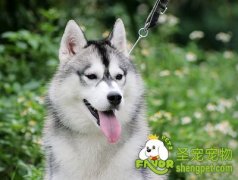 防止狗狗害怕放鞭炮的方法