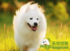 训练狗“装死”和“转弯”的方法