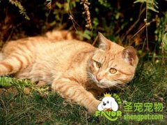 怎样给猫咪剪指甲