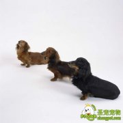 狗狗的传染性支气管炎症状及治疗方法