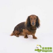 狗狗常见的传染病的预防及诊断