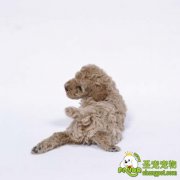 狗狗的乳腺炎的病因、诊断与治疗