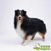 狗狗的生殖系统疾病