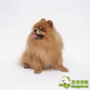 狗狗的子宫蓄脓症的诊断和治疗