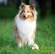 初次购买、饲养苏格兰牧羊犬的注意事项