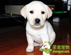 让狗狗安静的方法大合集