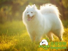 正确训练狗狗进笼的方法