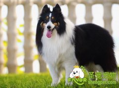 训练狗狗进笼的禁忌