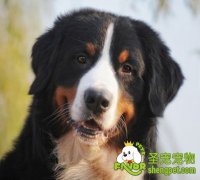 自制营养狗粮配方介绍