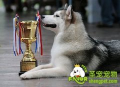 怎样培养狗狗诚实性格