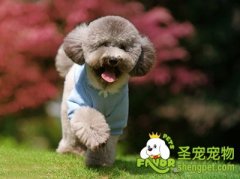 狗狗外出常用狗链介绍