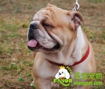 选购狗狗窝垫注意事项