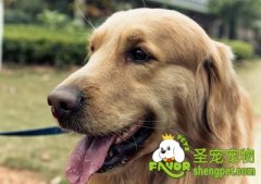 带狗狗出海必备五大用品