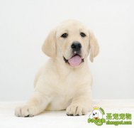 假孕症的诊断、治疗方法