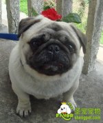 教您如何在小区里遛狗狗